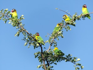 A group of colorful birds perched on a branch.