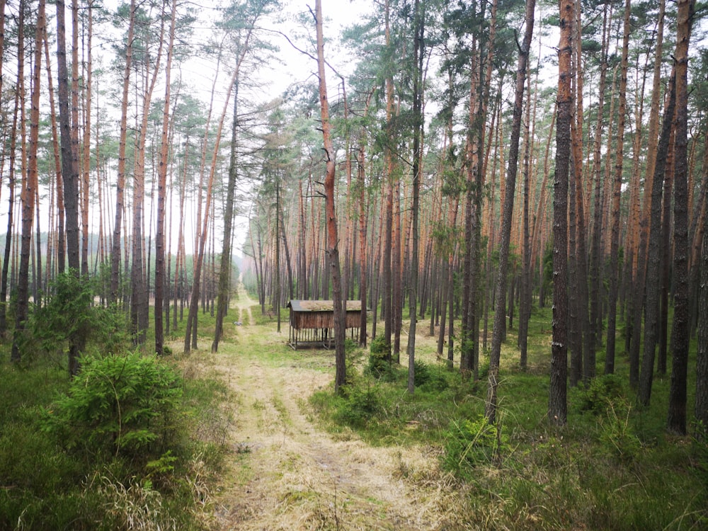 brown wooden fence in the woods