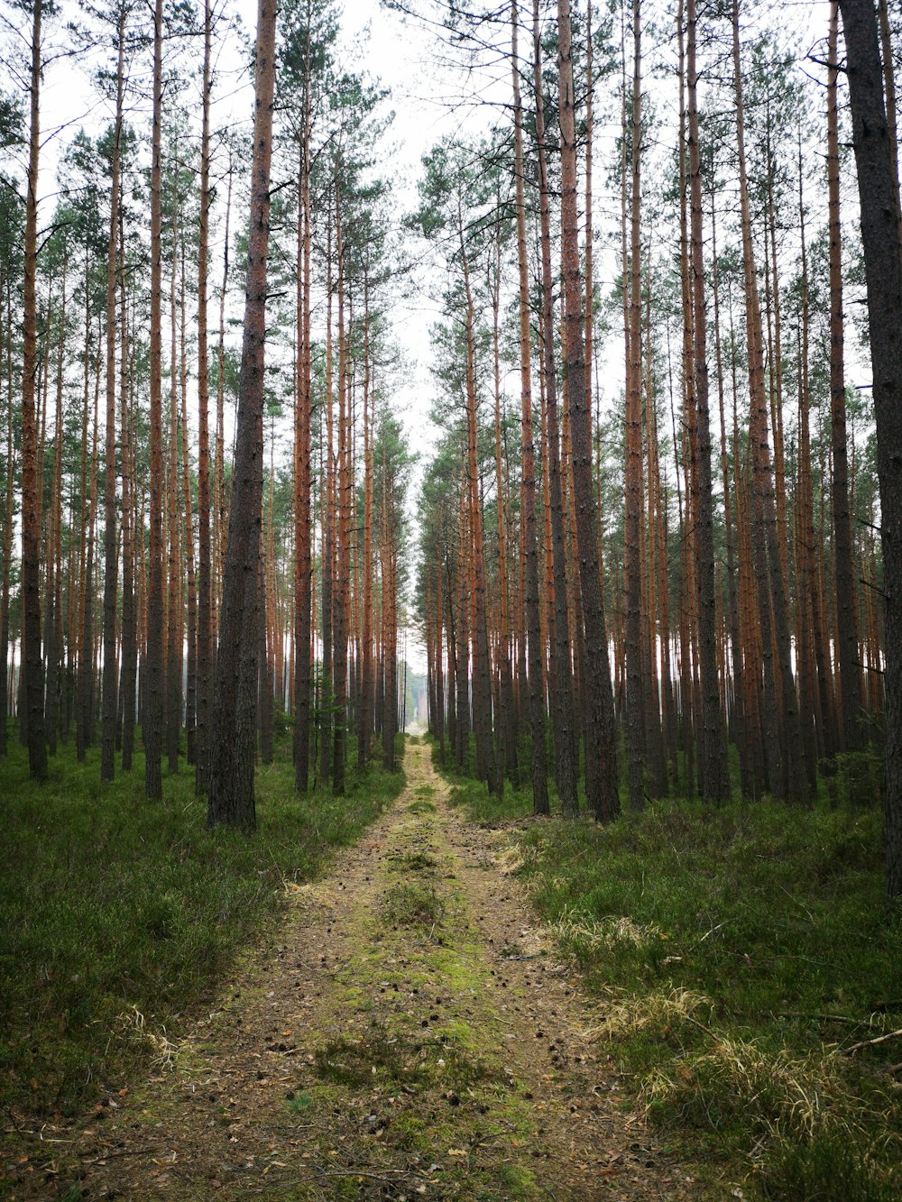 green grass and trees during daytime