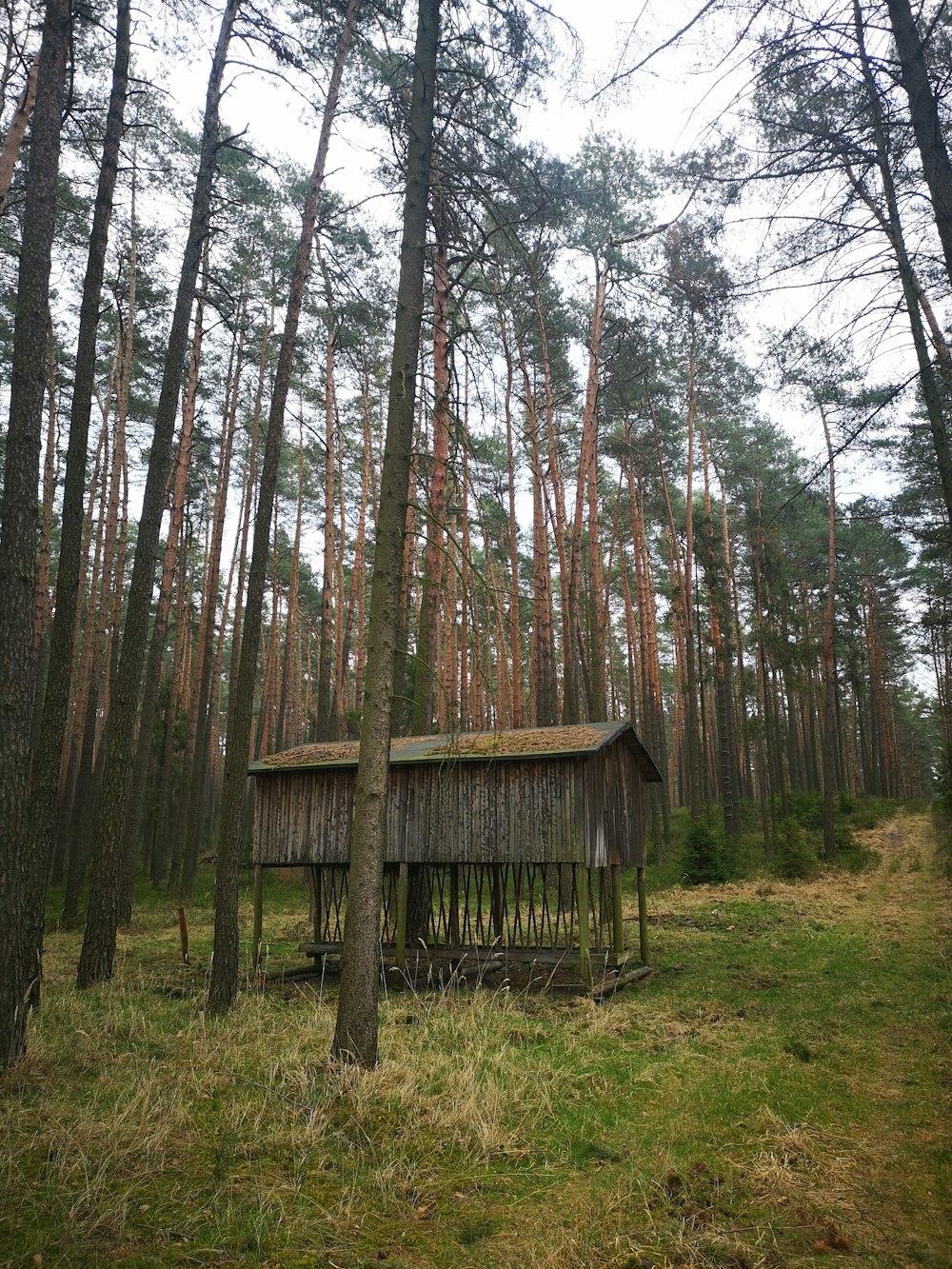 Casa de madera marrón en el bosque