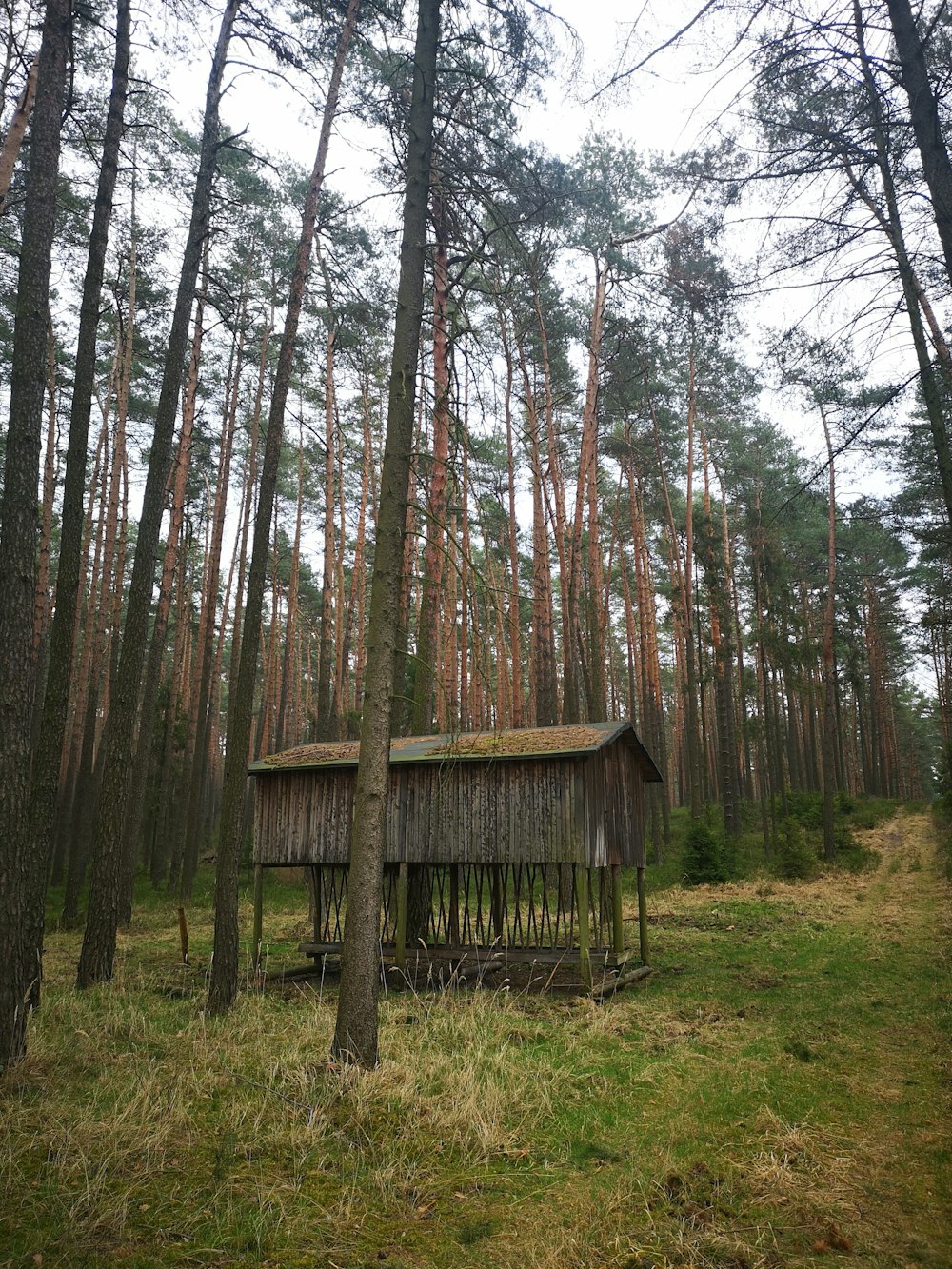 brown wooden house in the woods