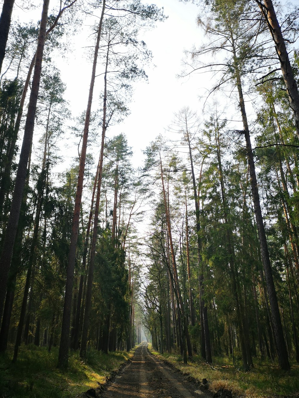 green trees under white sky during daytime