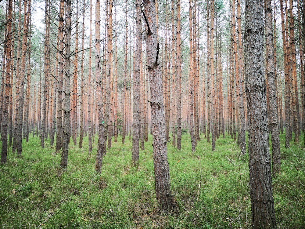 brown trees on green grass field during daytime