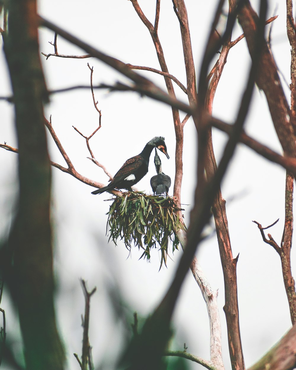 black and white bird on tree branch