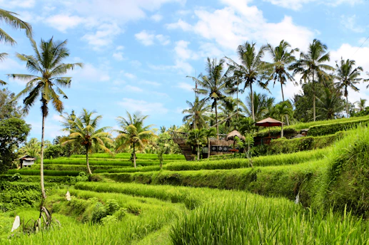 green grass field under blue sky during daytime
