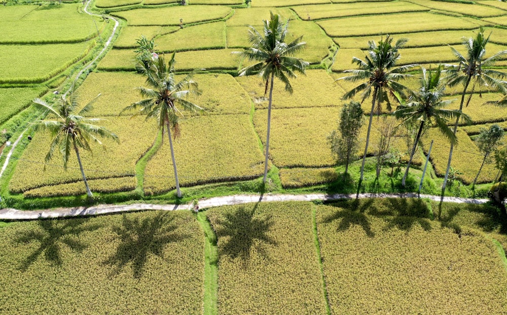 green grass on body of water