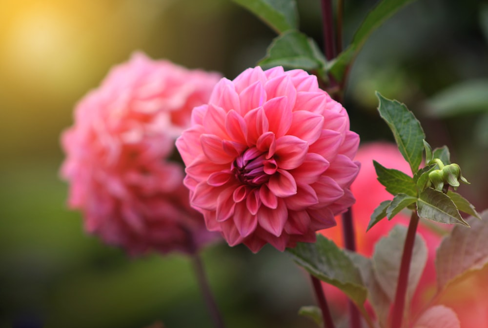 pink flower in tilt shift lens