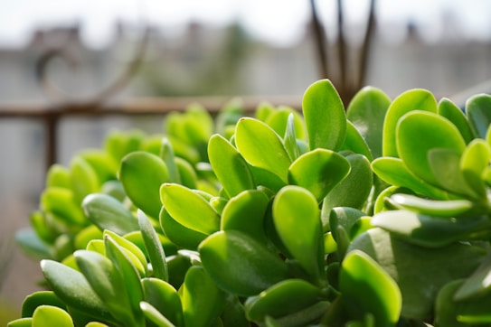 A close-up of a jade plant with dense clusters of fleshy, oval-shaped green leaves. The leaves are glossy and vibrant, capturing sunlight in a way that highlights their texture and color. In the background, there is an out-of-focus view suggesting an outdoor setting.