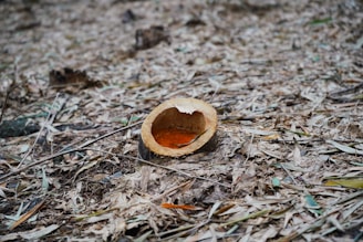 A cut coconut shell lies on a ground covered with dried leaves and twigs. The inside of the shell appears empty and is surrounded by scattered foliage, creating a rustic and earthy setting.