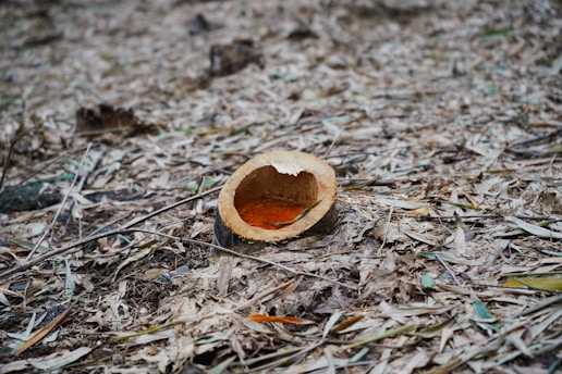 A cut coconut shell lies on a ground covered with dried leaves and twigs. The inside of the shell appears empty and is surrounded by scattered foliage, creating a rustic and earthy setting.