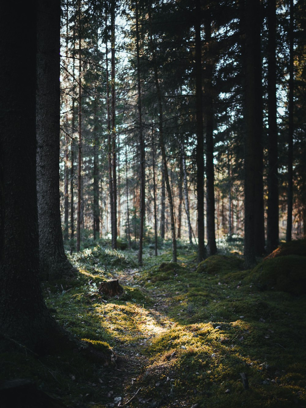 arbres bruns et verts pendant la journée