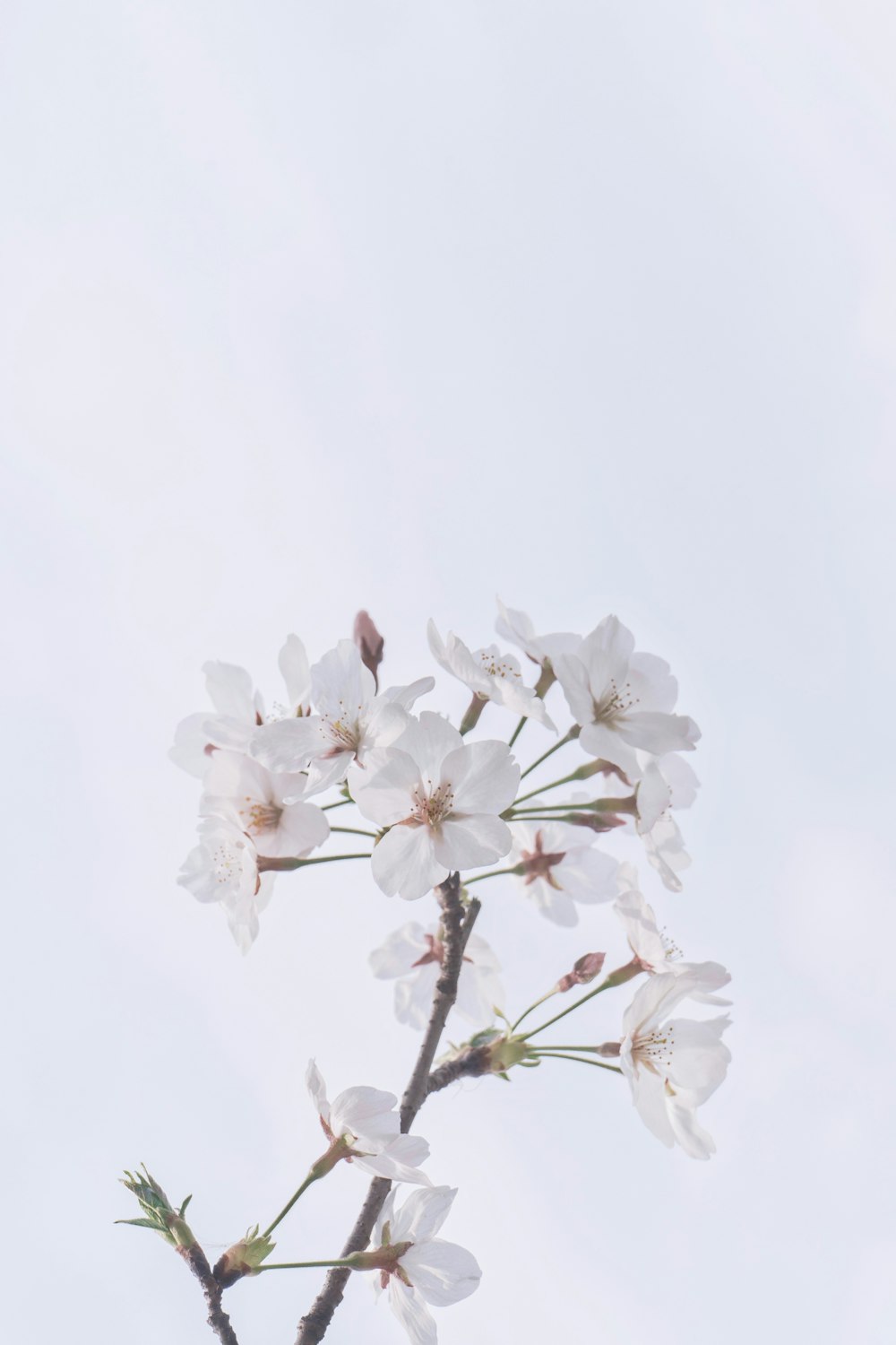 flor de cerejeira branca na fotografia de perto