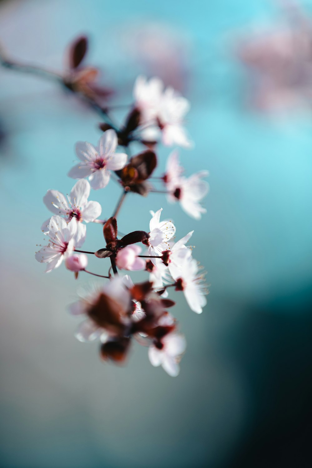 white and pink cherry blossom in close up photography