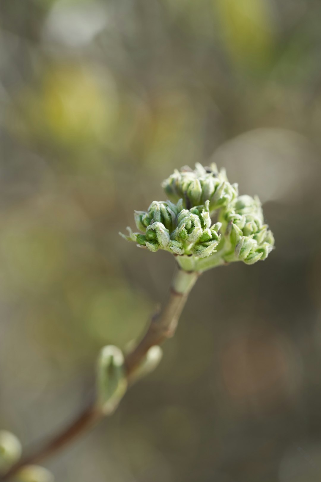 green flower bud in close up photography
