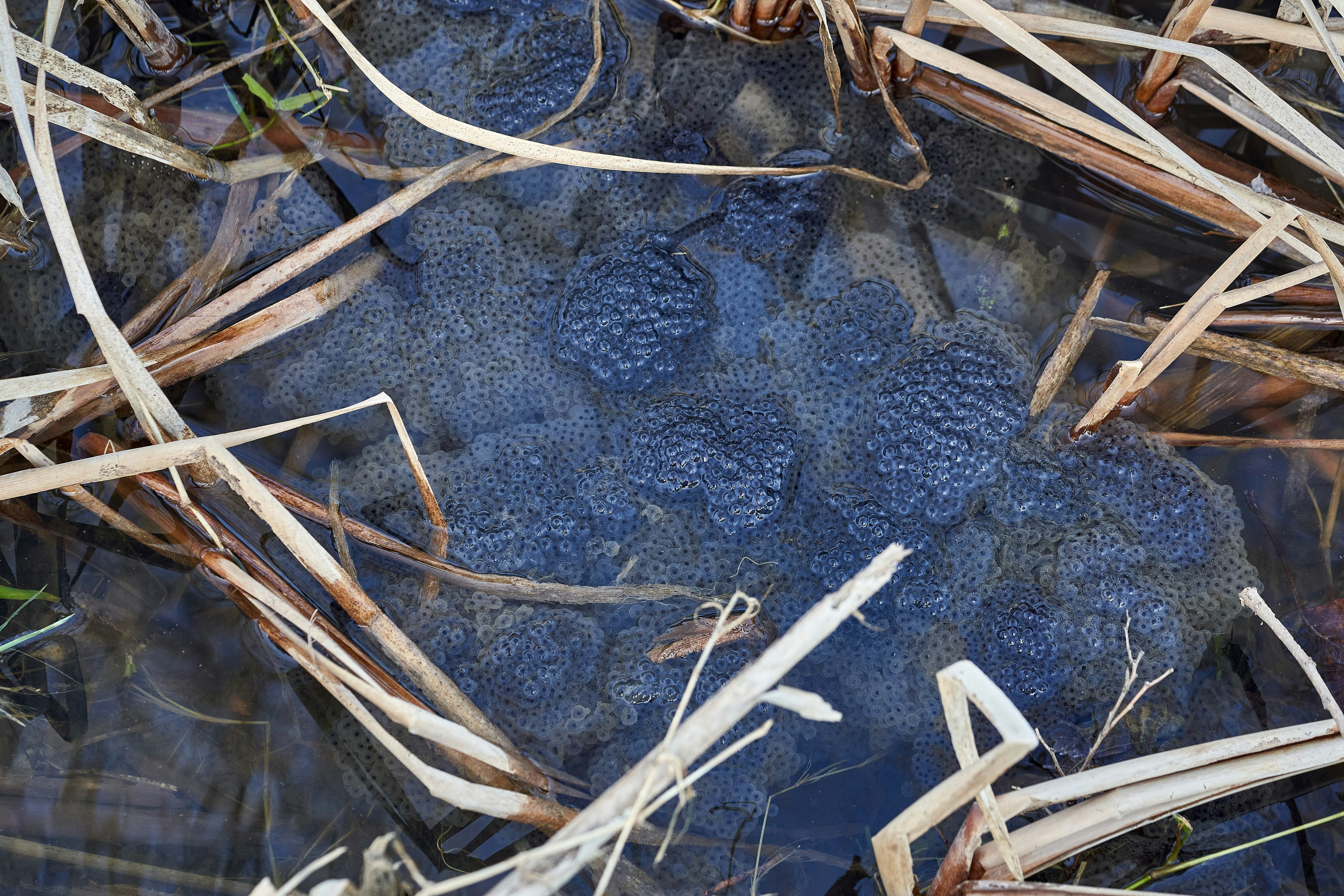 Photo by wolfgang_hasselmann