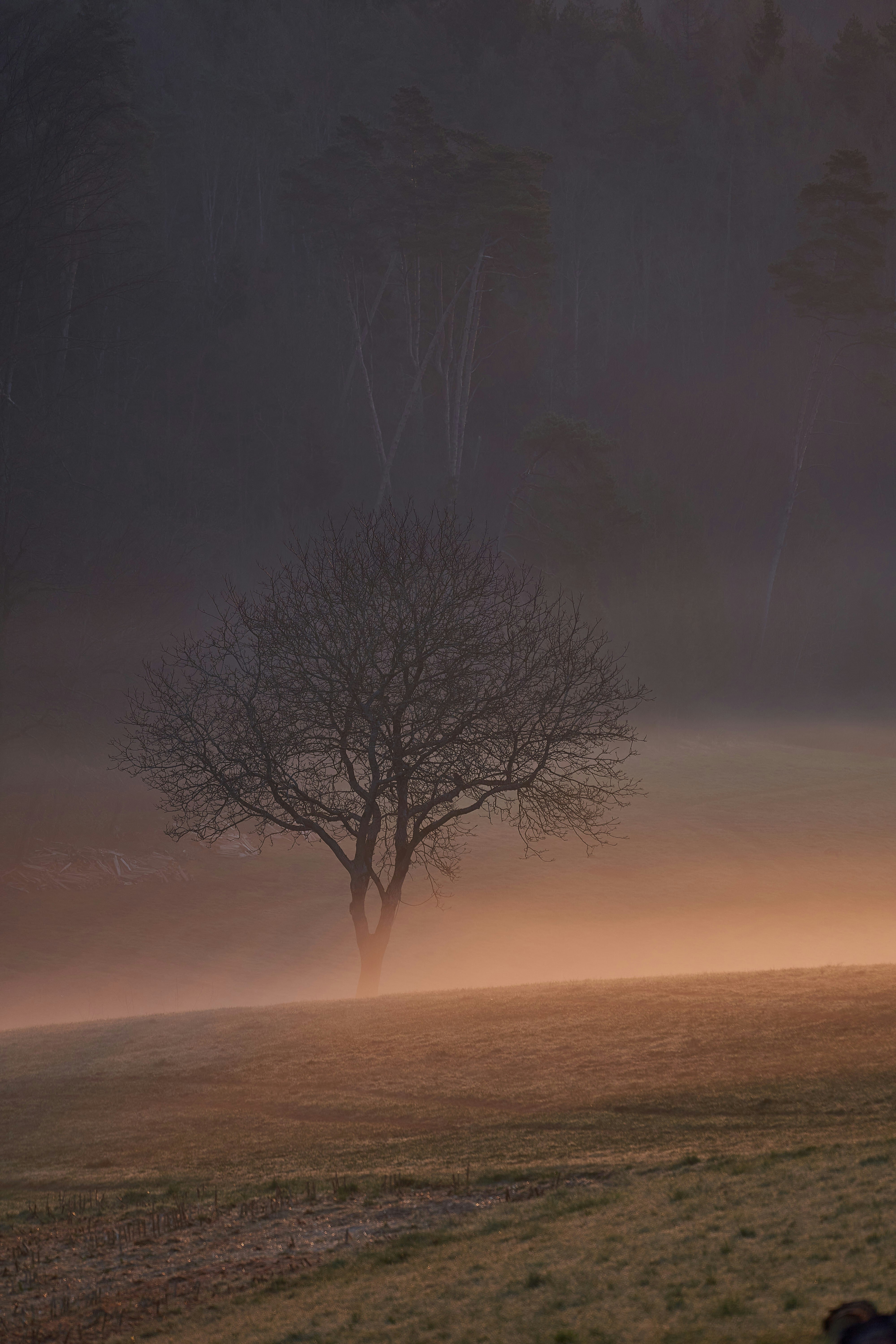 Photo by wolfgang_hasselmann