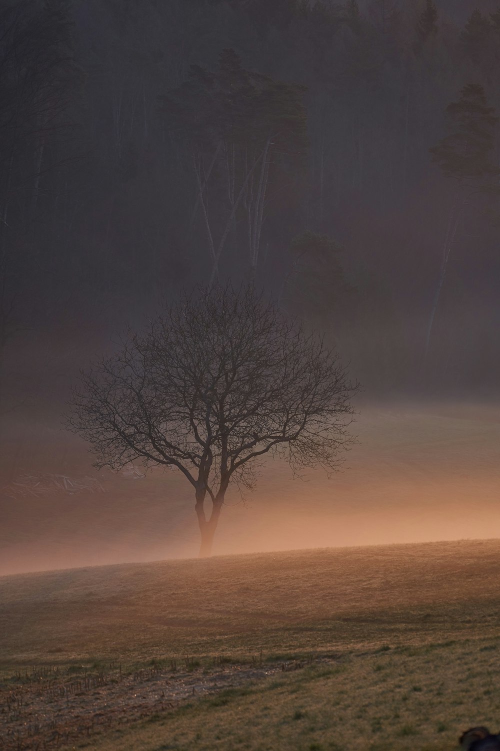 leafless tree on snow covered ground