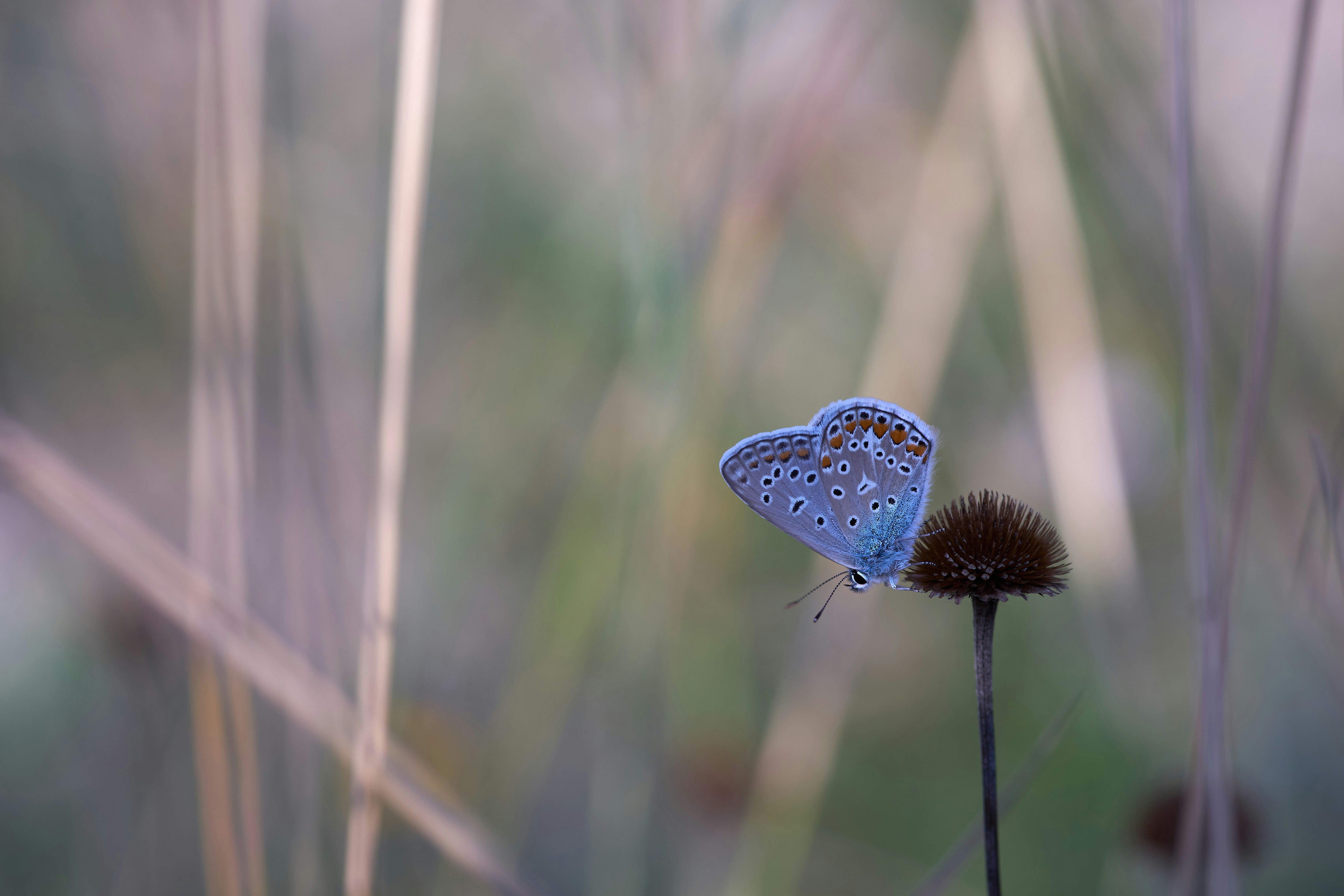 Photo by wolfgang_hasselmann