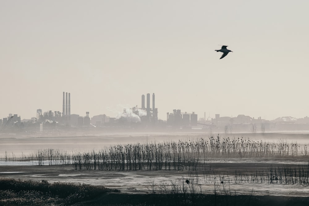 bird flying over city skyline during daytime