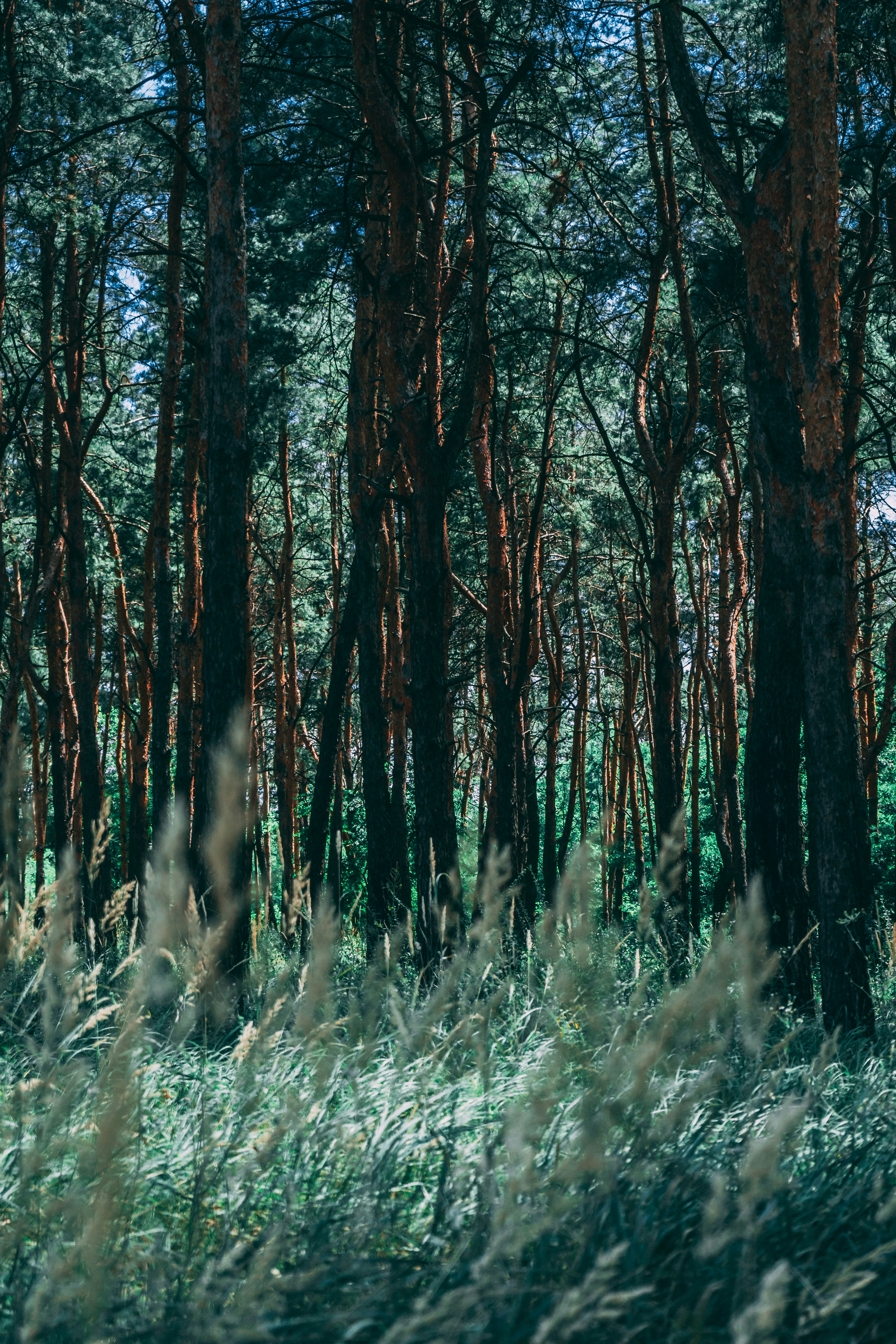 Photo by virussinside