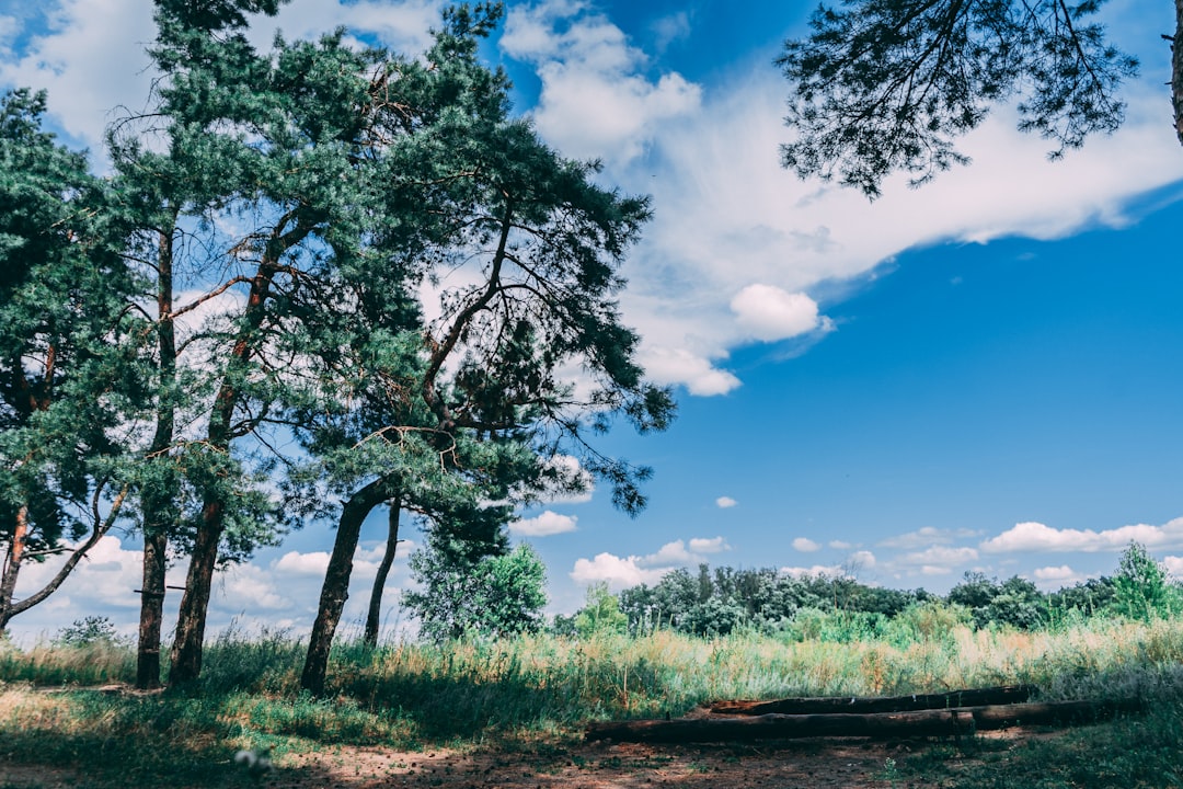 green trees on green grass field under blue sky during daytime