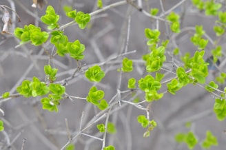Vibrant green leaves sprout from silvery, bare branches against a blurred gray background. The leaves are small and arranged symmetrically, indicating new growth and a fresh start.