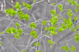 Vibrant green leaves sprout from silvery, bare branches against a blurred gray background. The leaves are small and arranged symmetrically, indicating new growth and a fresh start.