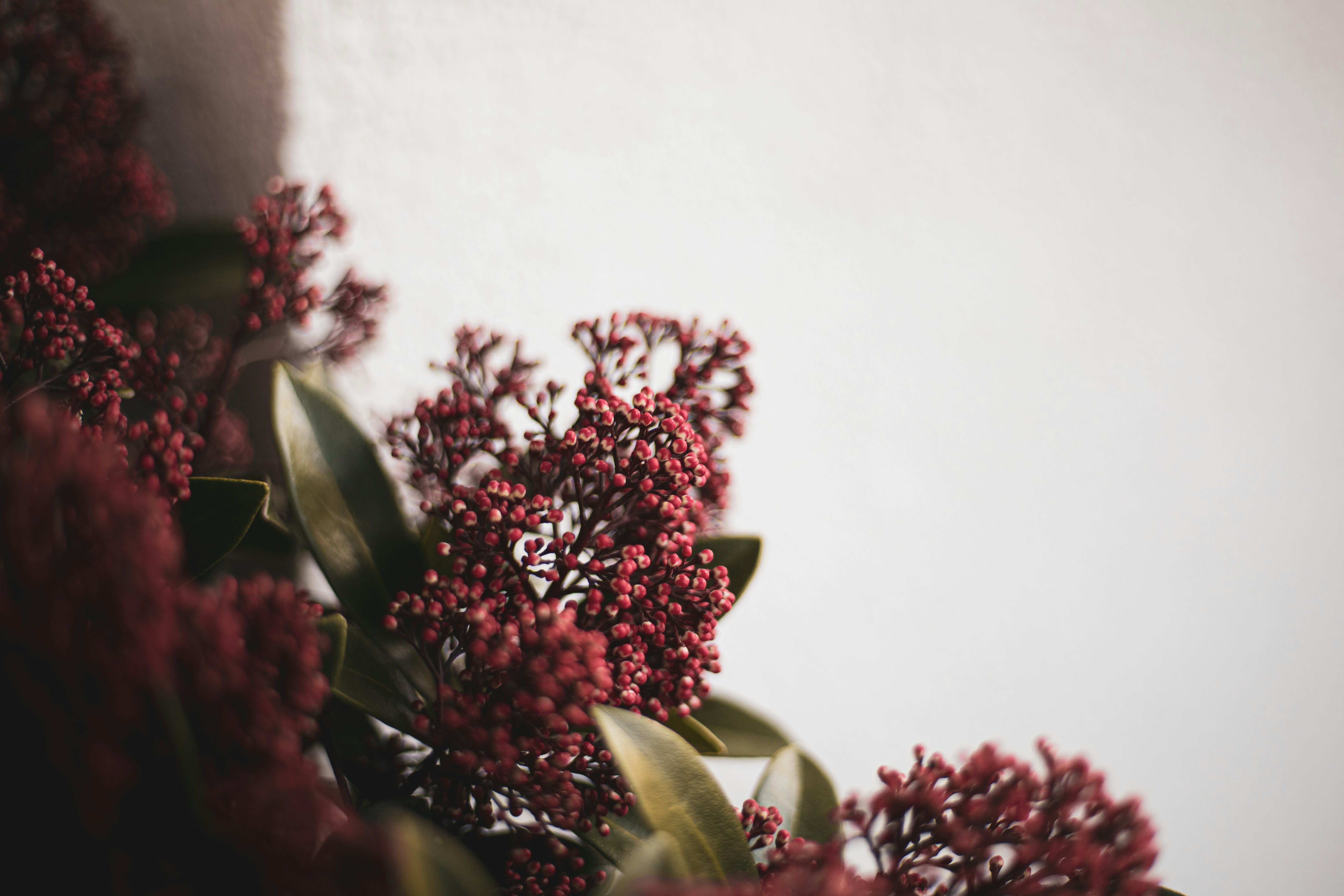 pink flowers with green leaves