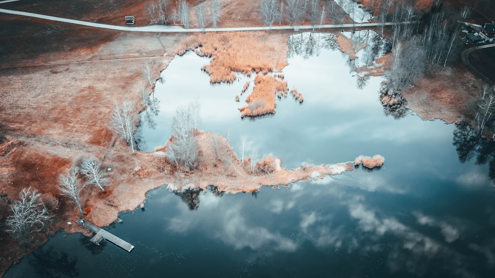 reflection of brown trees on water