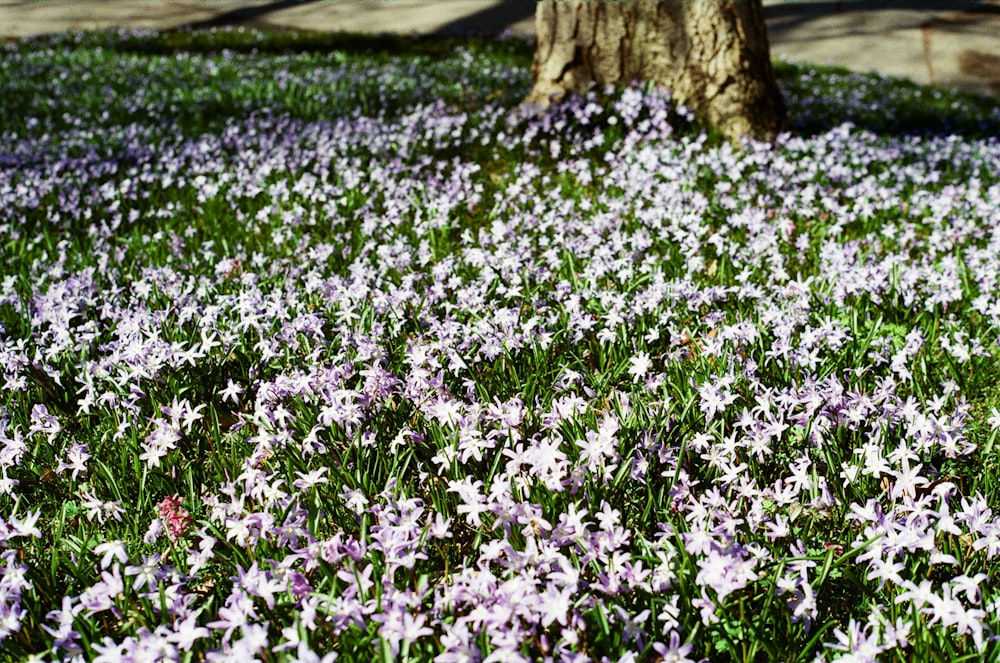 purple flower field during daytime