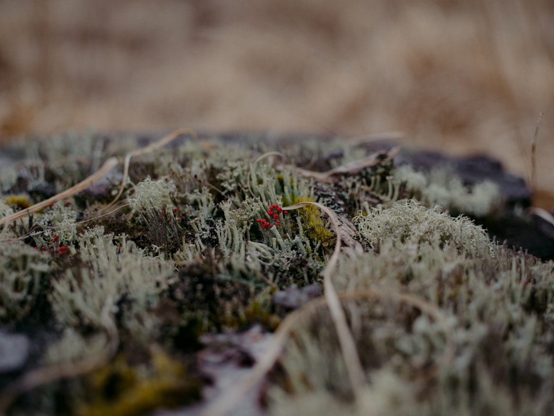 green grass field during daytime