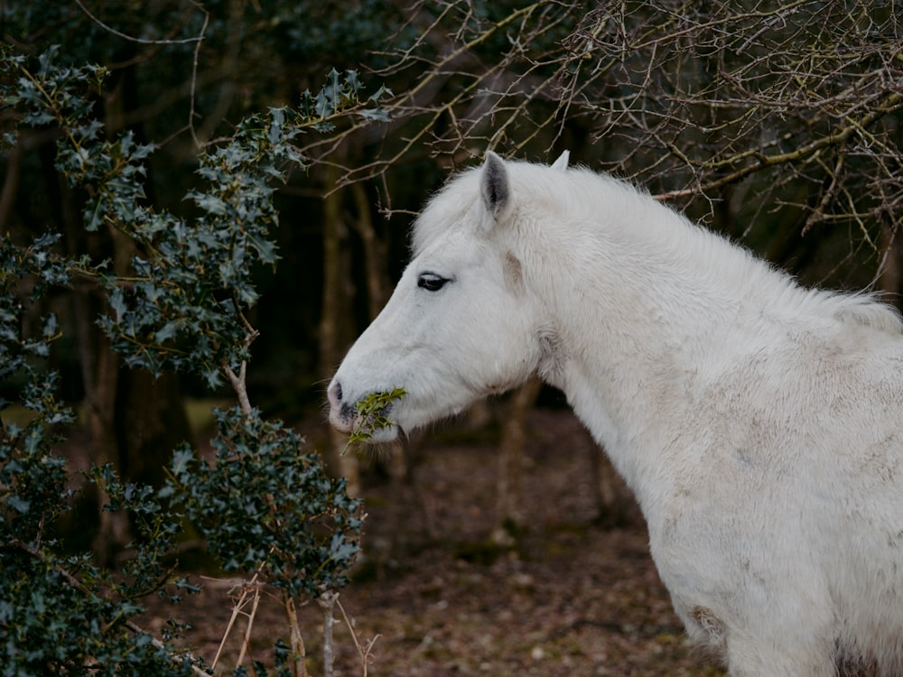 white horse eating brown leaves