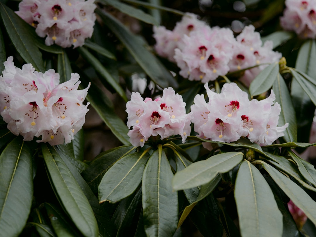 white and pink flowers with green leaves