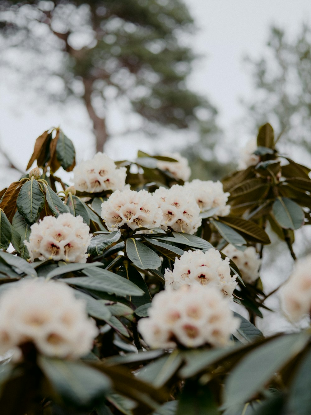 white flowers with green leaves