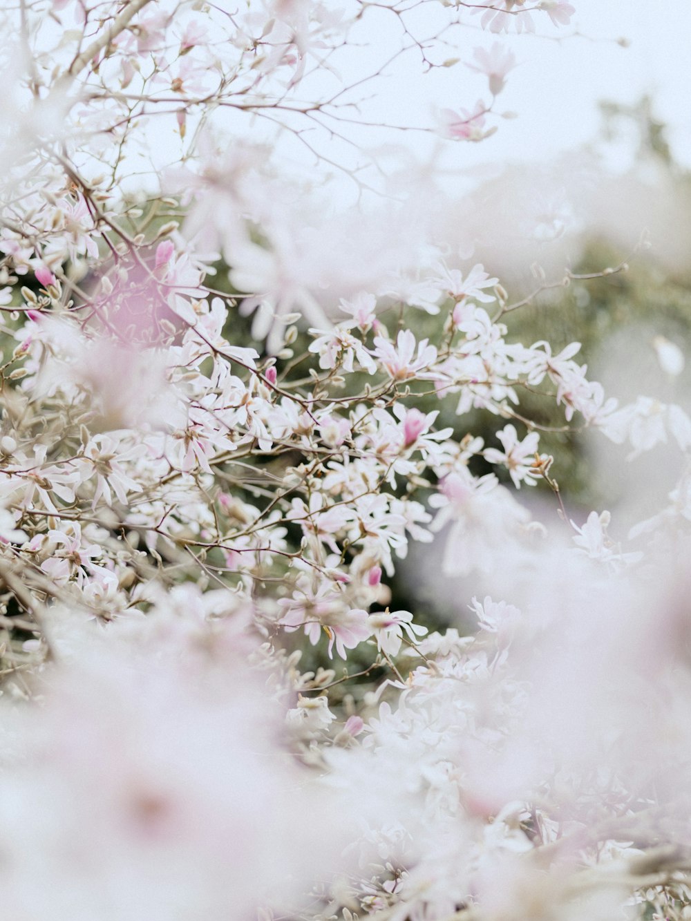 pink and white flowers in tilt shift lens