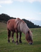 A proud horse with a flowing mane gazing calmly over rolling green fields.