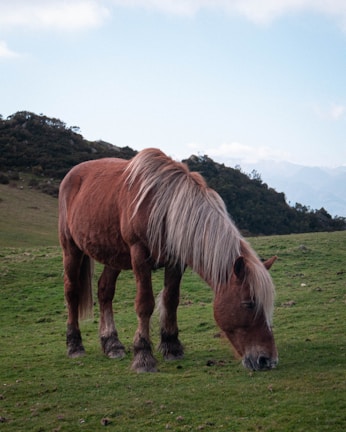 A proud horse with a flowing mane gazing calmly over rolling green fields.