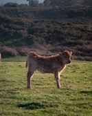 A young calf playfully running in a green field.