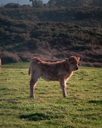 Close-up of a farmer gently handling a young calf in the morning light.