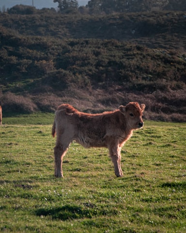 Close-up of a farmer gently handling a young calf in the morning light.