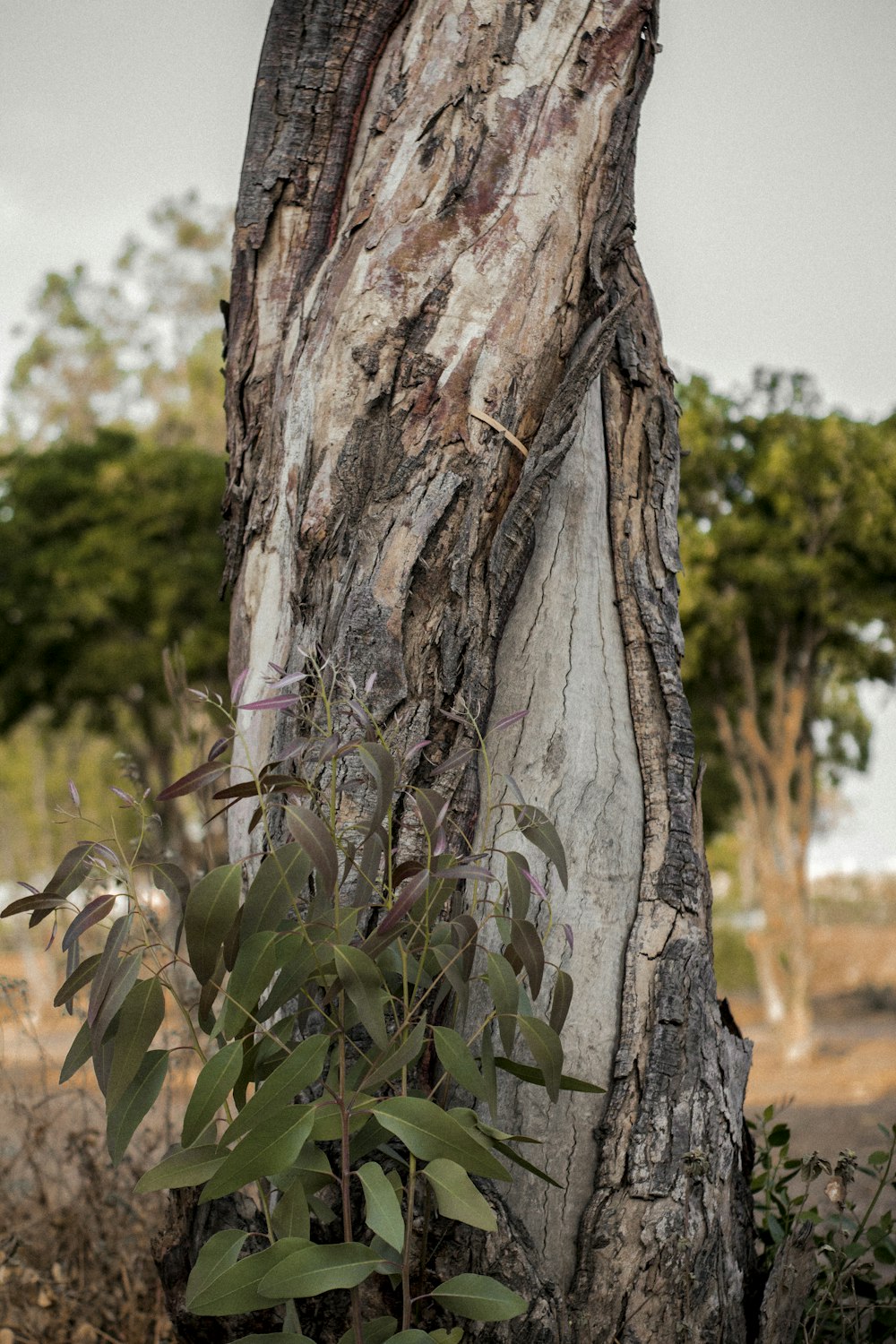 green plant on brown tree trunk during daytime