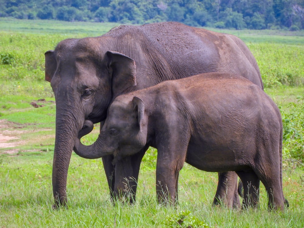 2 brown elephants on green grass field during daytime