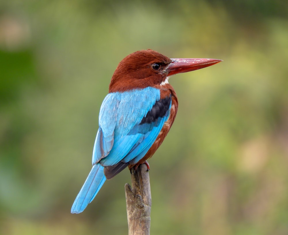 blue and brown bird on brown tree branch