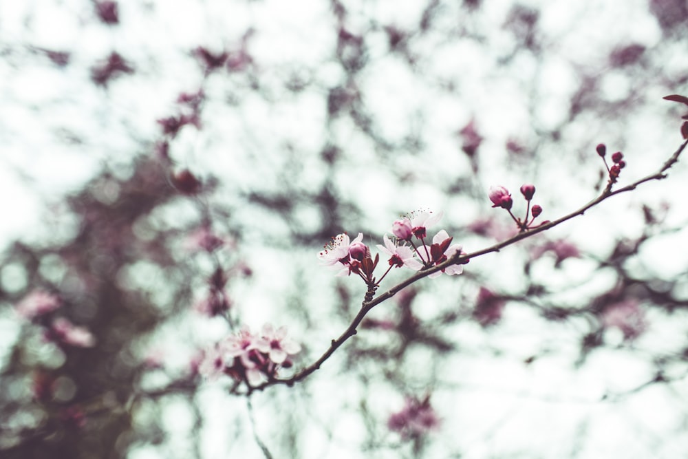 pink cherry blossom in close up photography