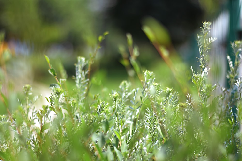 green grass in close up photography