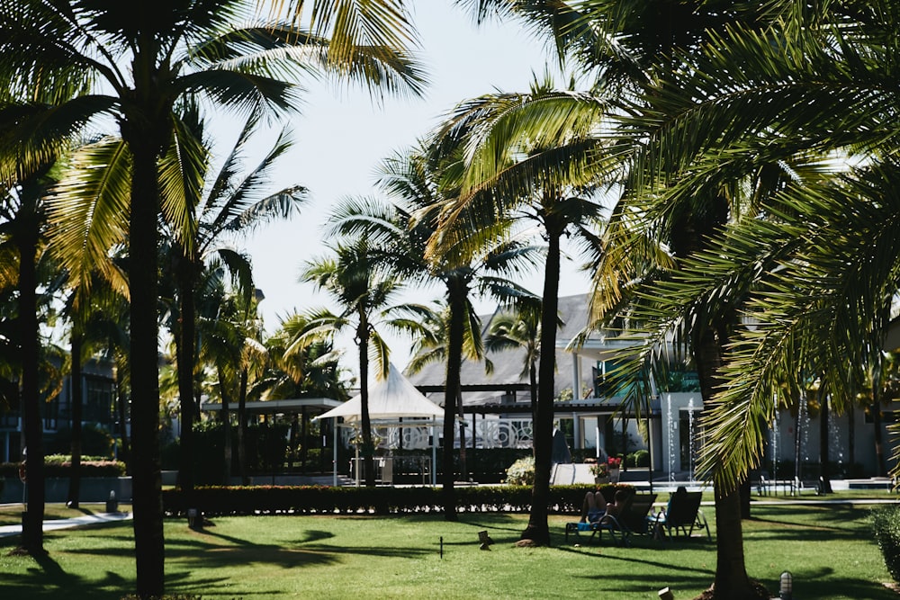 a park with palm trees and a house in the background