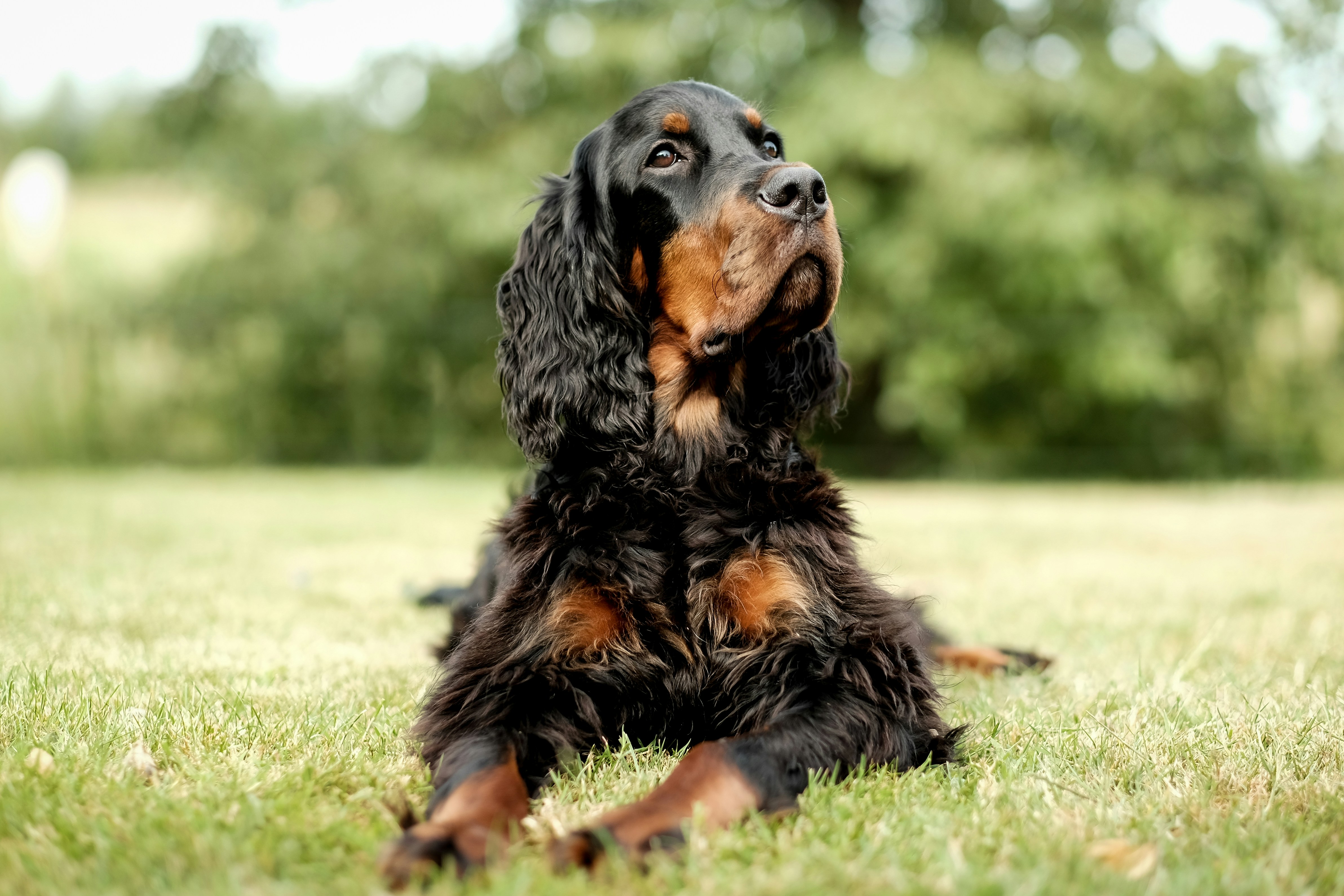 American Cocker Spaniel