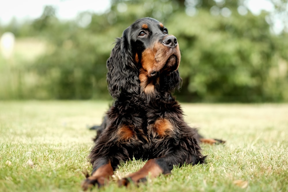 Chien noir et brun à poil long sur l’herbe verte pendant la journée