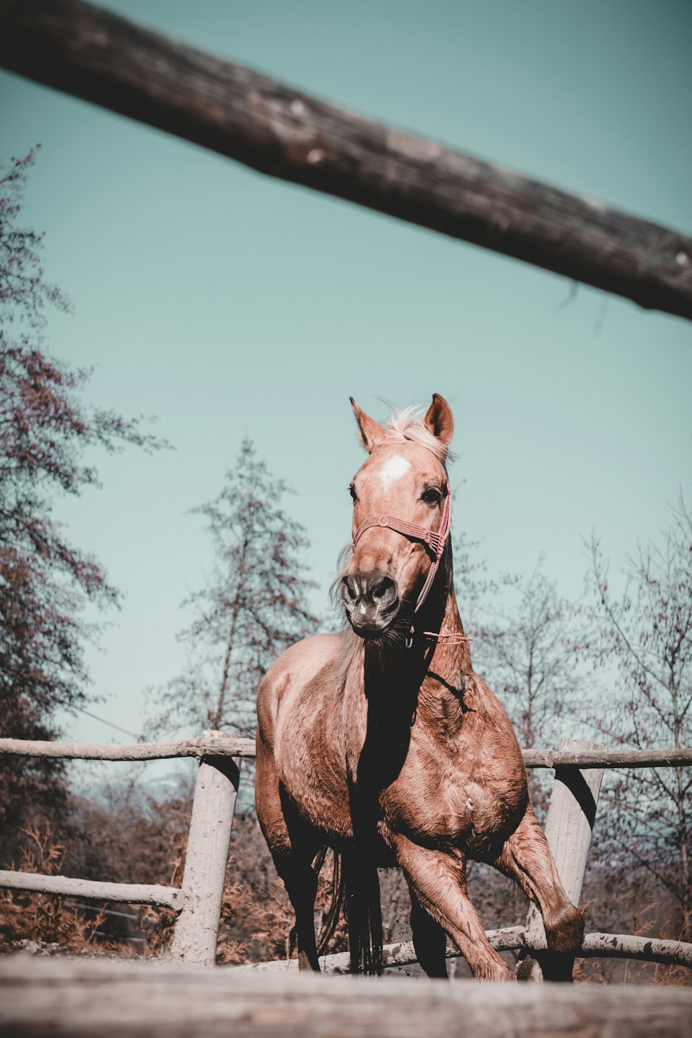 Foto Cavalo marrom pulando na cerca de madeira azul durante o dia – Imagem  de Genève grátis no Unsplash