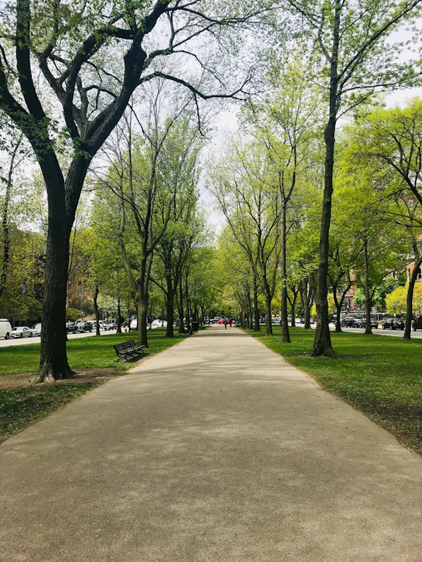 Clean gray concrete pathway between trees
